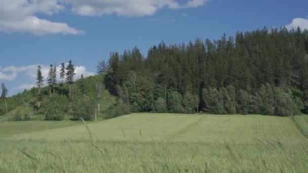 Orelhas Frescas Suculentas Trigo Verde Jovem Natureza Verão Primavera Amadurecer — Vídeo de Stock