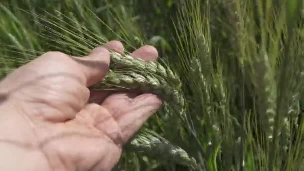 Zblízka Zelené Stonky Farmářů Kteří Dotýkají Mladého Zeleného Ječmene Koncepce — Stock video