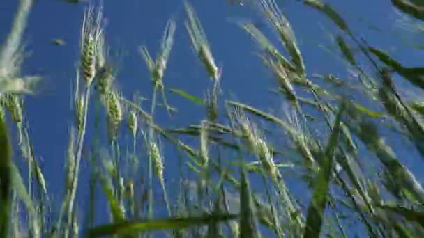 Green Stalks Wheat Sway Wind Young Wheat Field Summer Day — Stock Video