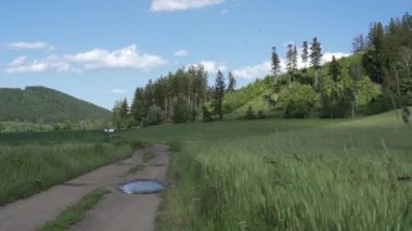 Rüzgarda sallanan buğday sapları. Yaz gününde genç buğday tarlası. Arka planda güzel bir dağ manzarası. 4K görüntü.