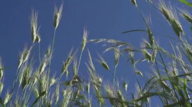 Yavaş çekim: Rüzgarda sallanan buğday sapları. Yaz gününde genç buğday tarlası. Arka planda mavi gökyüzü. 4K görüntü.