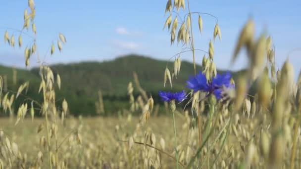 Schöne Landschaft Aus Goldenem Kornfeld Mit Blauer Kornblume Cyanus Segetum — Stockvideo