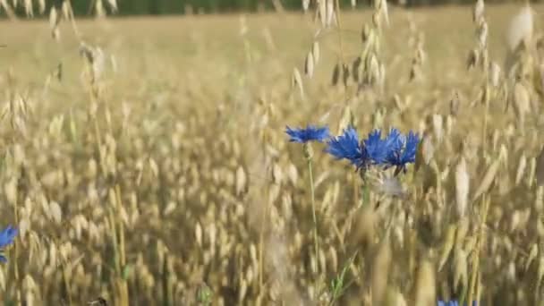 Schöne Landschaft Aus Goldenem Kornfeld Mit Blauer Kornblume Cyanus Segetum — Stockvideo