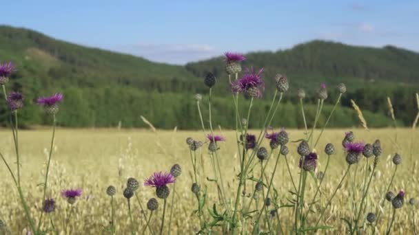 Creeping Thistle Cirsium Arvense Oats Grain Field Swinging Wind — Stock Video