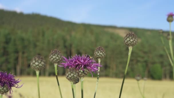 風に揺れるオート麦の穀物畑でアザミ Cirsium Arvense を這う — ストック動画