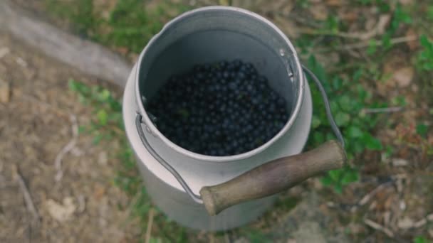 小男孩把野生蓝莓收集到铝制牛奶罐中 夏天在针叶林里 — 图库视频影像