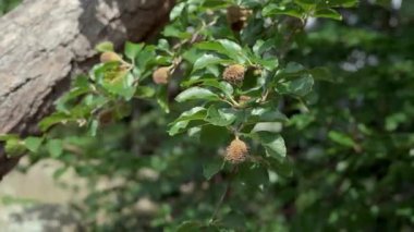 Bir kayın ağacı rüzgârda savrulur, yaz güneşiyle aydınlanır, meyvelerin ve yaprakların yakınından geçer.
