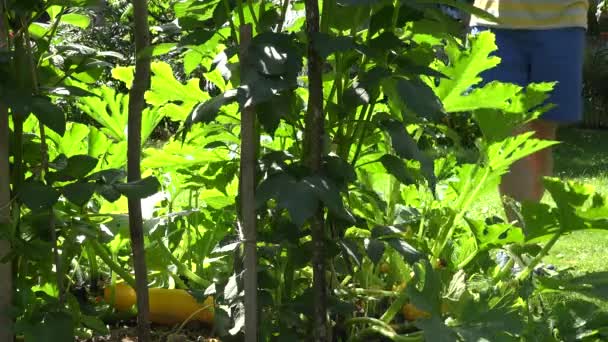 Trabajador del jardín ecológico con riego puede herramienta de riego calabacín plantas vegetales. 4K — Vídeos de Stock