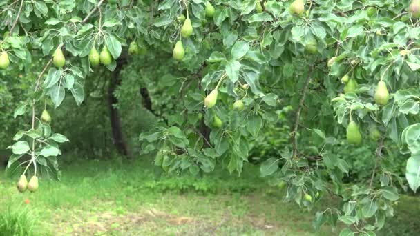 Ampliar árbol de pera en el jardín y anciano en la parte posterior cerca del tronco. 4K — Vídeo de stock