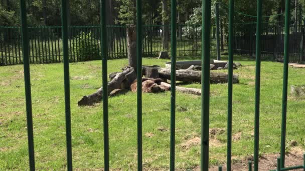 Urso pardo animal pobre Ursus arctos no jardim zoológico — Vídeo de Stock