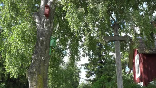 Bird houses nesting boxes hang on old birch tree near rural house. 4K — Stock Video