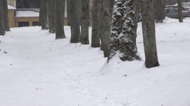 kar kış vakti parkta ağaçların dar sokakta. 4k