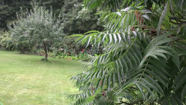 Caída de agua de lluvia en las ramas decorativas de los árboles crecen en parque jardín. 4K — Vídeos de Stock