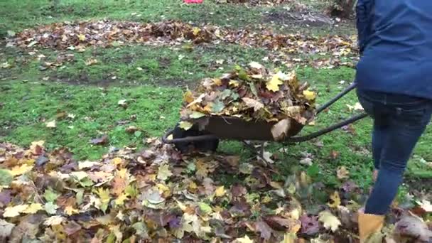 Vrouwtje voert droge bladeren met kruiwagen in compost stapel. 4k — Stockvideo