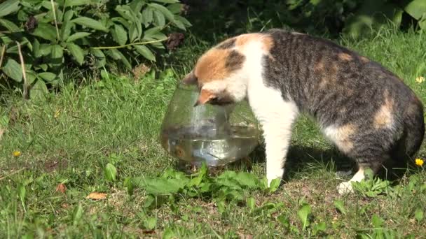 Schöne Katze stört Aquarium und fangen rote rohe Fische mit Krallen und laufen weg. Nahaufnahme. 4k — Stockvideo