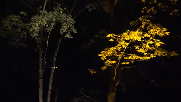 Luz colorida em ramos de árvores de outono no festival de iluminação do parque à noite. 4K — Vídeo de Stock