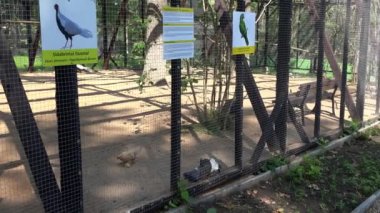 Kadın kızı ile zevk Hayvanat Bahçesi kafeste egzotik kuşlar.