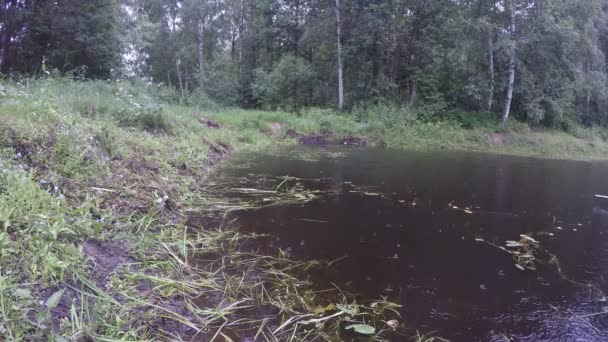 Капли дождя падают и брызгают на воду в пруду возле леса. 4K — стоковое видео