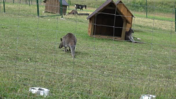 動物園のフェンスで囲まれたカンガルー動物. — ストック動画