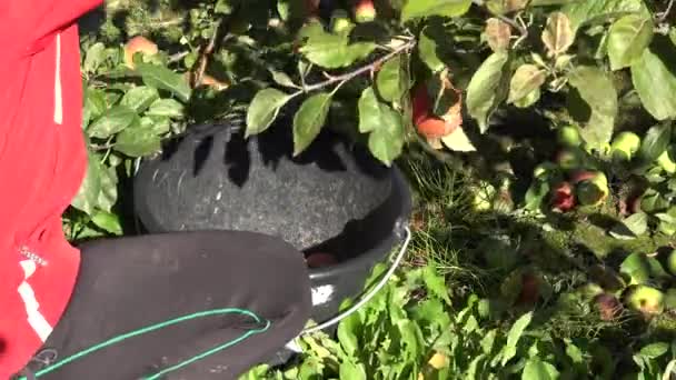 Mano de mujer recoger fruta de manzana madura en cubo en el jardín. 4K — Vídeo de stock