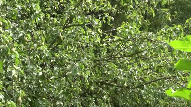 Las peras las frutas que crecen en el peral en el jardín orgánico. 4K — Vídeos de Stock