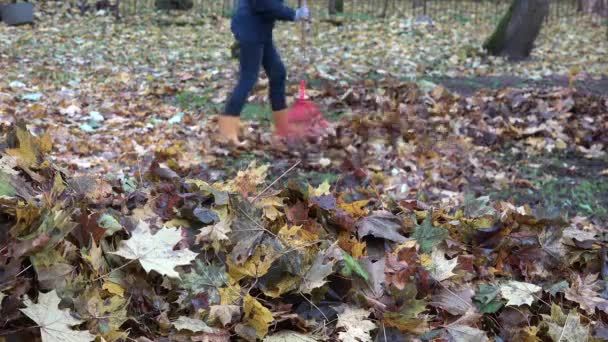 Weibchen harken herbstliche Ahornblätter im Garten zur Herbstzeit. 4k — Stockvideo