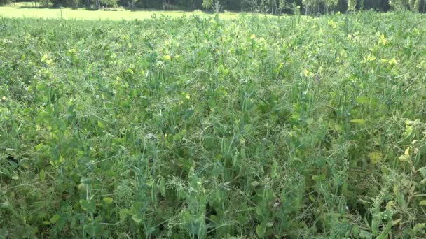 As plantas de ervilha movem-se ao vento. Plantação de fazenda rural antes da colheita 4K — Vídeo de Stock