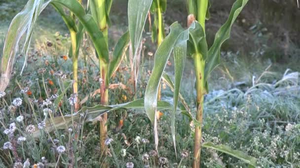 Кукуруза кукурузы в первом морозном риме ранним осенним утром. Наклонись. 4K — стоковое видео