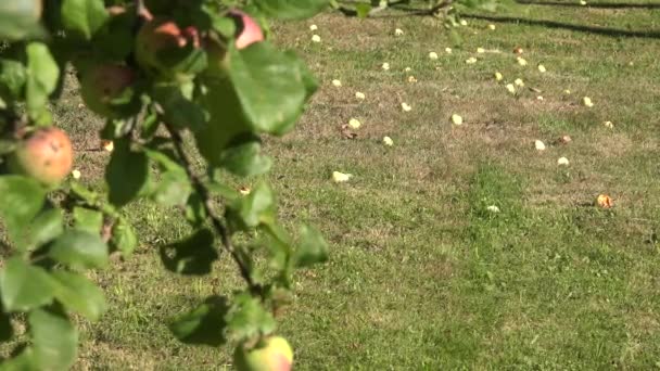 Kırmızı olgun meyve ve düşeş elma yalan üzerine çayır çimen ile Apple ağaç dal. Odak değiştir. 4k — Stok video