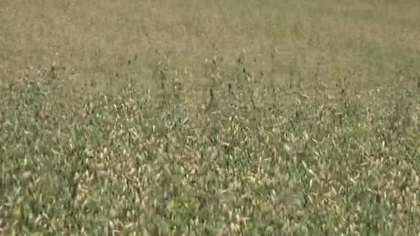 Ovesné plodinu nastěhovat větru v zemědělství farmy plantáže. 4k — Stock video