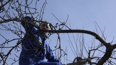 Usta bahçıvan elma ağacı dalları erken ilkbaharda budama