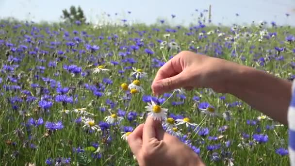 Έφηβο χέρι δάκρυ μακριά πέταλα λουλουδιών μαργαριτών. Αυτός με αγαπά ή όχι το παιχνίδι. 4k — Αρχείο Βίντεο