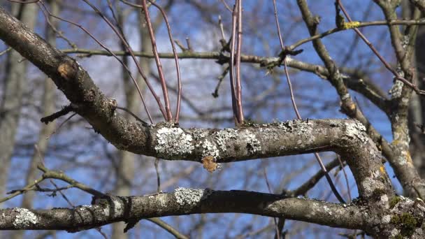Mężczyzna ręcznie cięte gałęzi drzewa z obrabiarka wiosną. 4k — Wideo stockowe