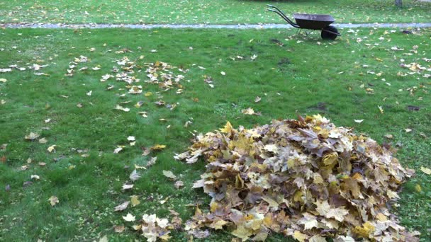 Pile of dry leaves and empty wheelbarrow cart on autumn garden lawn. 4K — Stock Video