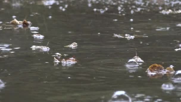 L'acqua in pozzanghera e gocce di pioggia cadono formando grandi bolle d'aria soffiano. Zoom fuori. 4K — Video Stock