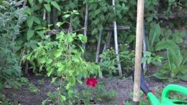 Küçük ağaç fidan, spade aracı ve Bahçe sulama olabilir. Vınlamak dışarı. 4k