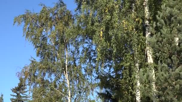 Inclinación hacia abajo de bosque de abedul verde hermoso otoño tiempo. 4K — Vídeos de Stock