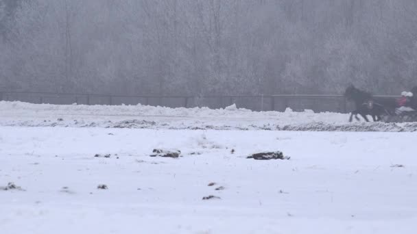 Schnelllaufende Rennpferde Mit Radkarrenfahrer Auf Schneebedecktem Hippodrom Der Wintersaison Statischer — Stockvideo