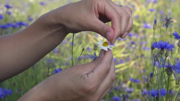 Hand gissa kärlek med daisy kronblad på blåklint bakgrund. 4k — Stockvideo