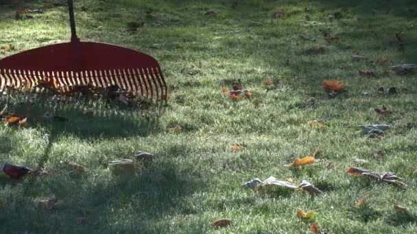Jardineiro raking folhas de gramado congelado na manhã de outono. Fecha a porta. 4K — Vídeo de Stock