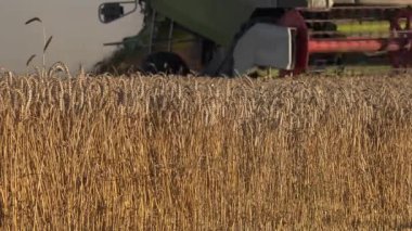 Altın buğday ve birleştirmek hasat kulakları alanda iş. 4k 