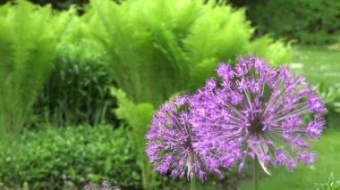 Dekoratif mor sarımsak çiçek bahçesinde. Odak değiştir. 4k
