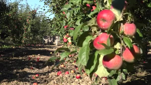 Caixa com maçã colheita e árvore de frutas desfocada ramo cheio de frutas orgânicas. 4K — Vídeo de Stock