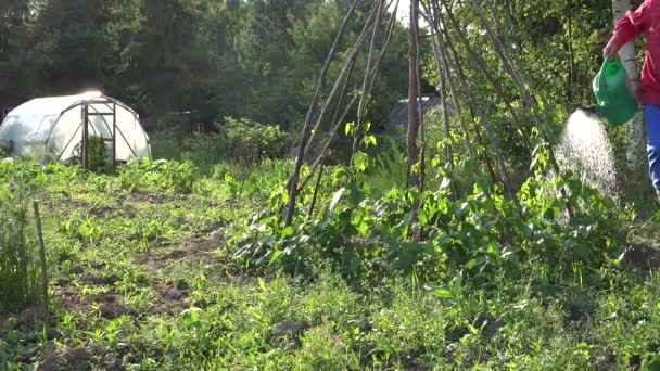 Деревенский парень мужчина водяные бобы растения в саду с лейкой банки. 4K — стоковое видео