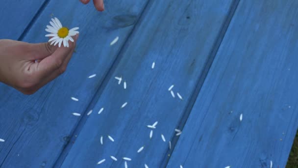 Tangan remaja merobek bunga daisy kelopak. Gadis memainkan permainan romantis. 4K — Stok Video
