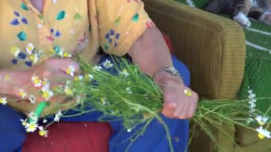 Yaşlı herbalist kadın tıbbi ot papatya ülke toplamak. 4k