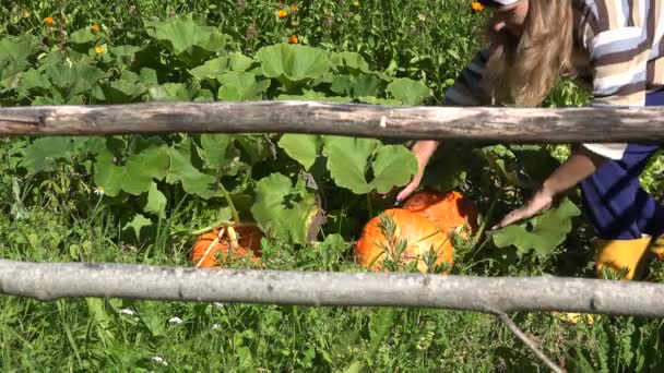 Mujer jardinero feliz con pañuelo para la cabeza cultivando plantas vegetales de calabaza para el día de Halloween. 4K — Vídeos de Stock