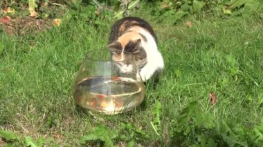 kedi deneyin cam akvaryum yeşil çim Bahçe balık yakalamak. 4k