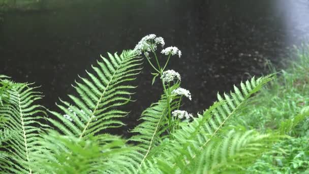 蕨类植物叶子和模糊的雨滴落在池塘湖水上。4k — 图库视频影像