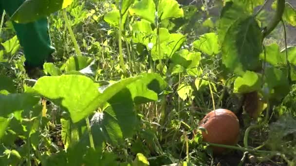 Farmář oplodnit dýně zelenina farmy s nástroj rozprašovač. 4k — Stock video